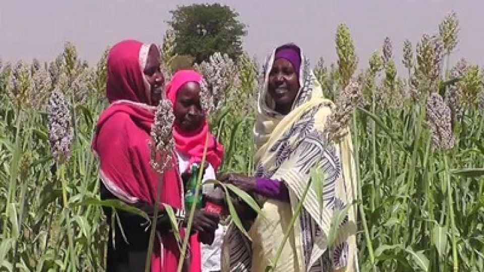 War wrecks Sudan preparations for farming season