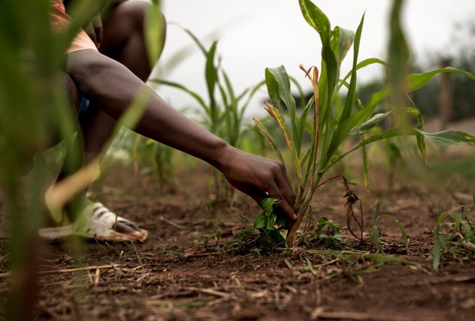 Action Against Hunger has worked with partner organizations to teach agriculture skills and help incoming refugees learn how to improve food security